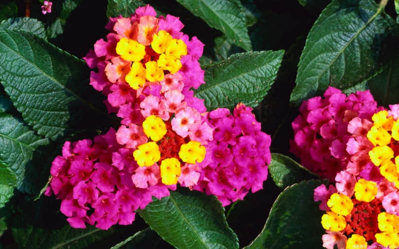 �����������죬��ô������Ц�̶�1000%��