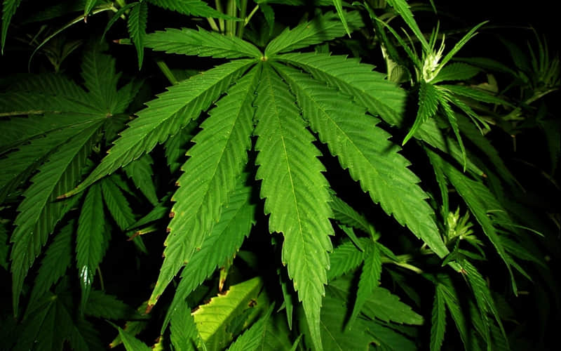 ����һ�������������������磬Ԫ��������