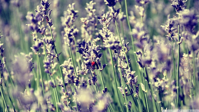 ��2026�꣬�������� �����κ��ˡ�