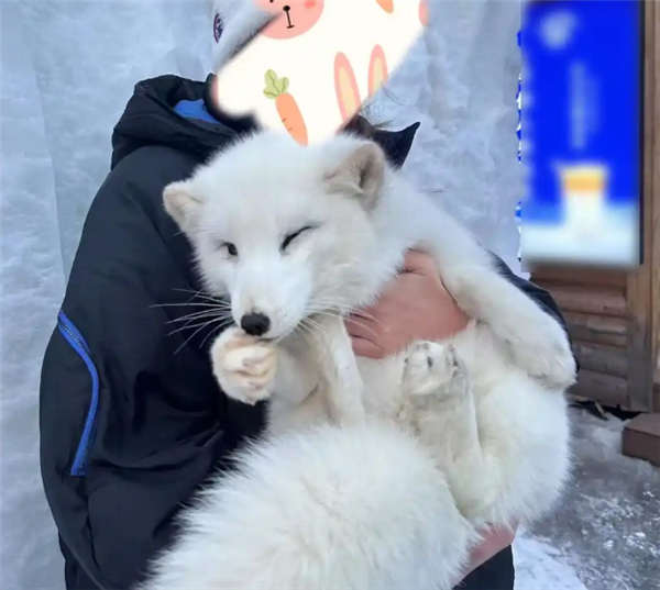 �����Ρ��ȼ�è���ԡ���ѩ�������� ���ܱ�������ע��ҩ��