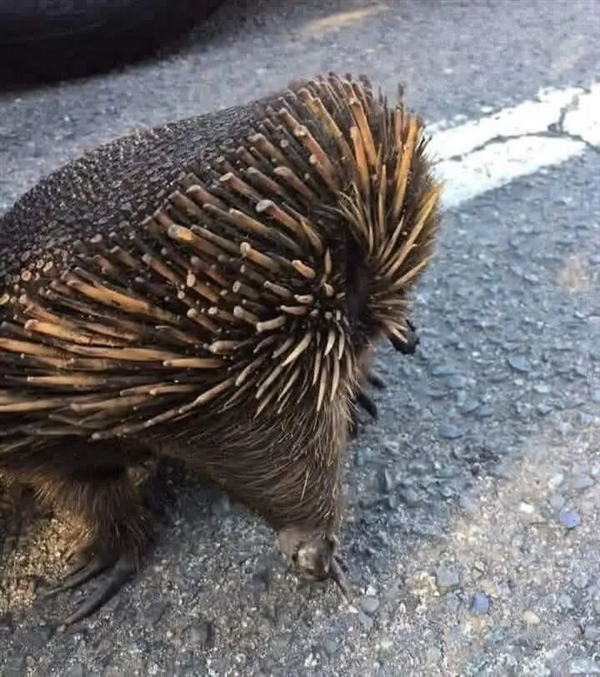 �����������̵Ķ�����Ӧ��ɭ�ֻ��� �����ճ�ƽͷҲ������