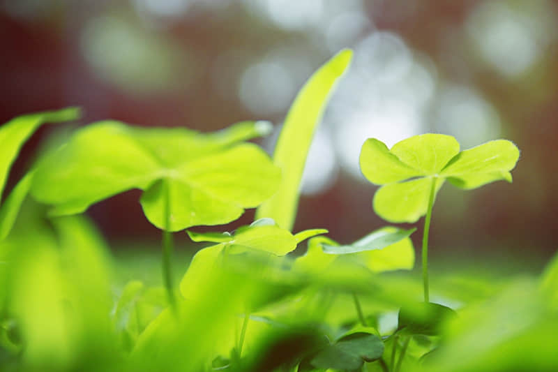 "2026Ԫ����������һ�������꿪����"