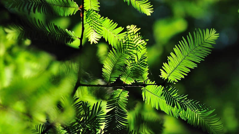 2026Ԫ������������Ȧ