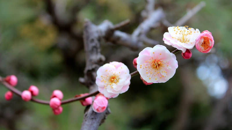 Ԫ�������ڼ䣬�ʺ������˷�������Ȧ�İ�����Ȥ�����ã�