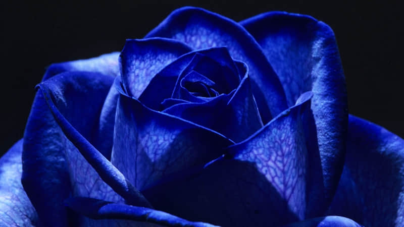 �������˵��İ���