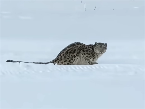 ����һ�����������ٴ�����ѩ��ҧ��Ů�Ӻ���ҧ��35ֻ��