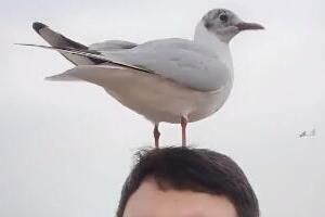 ��Ÿ��Ϊ��ͣ����������ʲô��