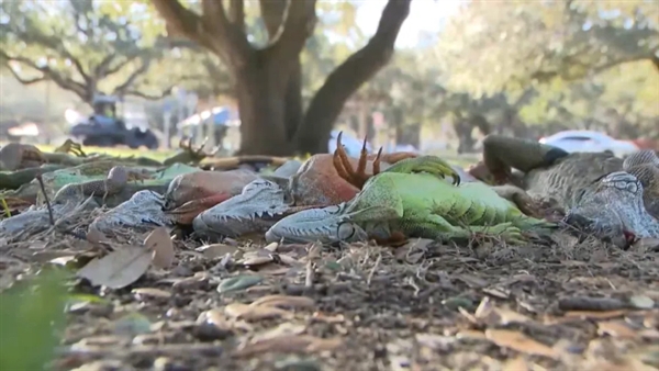 ��������ǿ�Ҷ����籩 ��������������콵���澰��