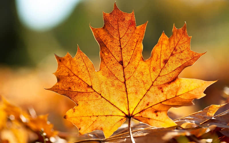 ��ð�������Ĭ�ķ�����Ȧ��