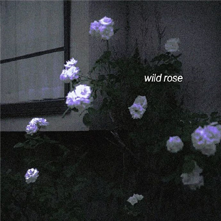 �˸��ǳƸ߼�����������(��ѡ100��)