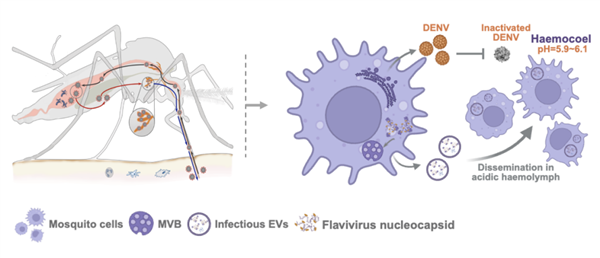 �廪��ѧ�ƽ�������⣺Ϊɶ���Ӵ�����ȴ��������