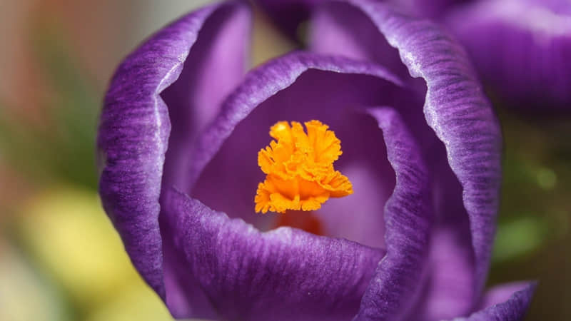 ����Ƥ���й���Ц����ǽ��