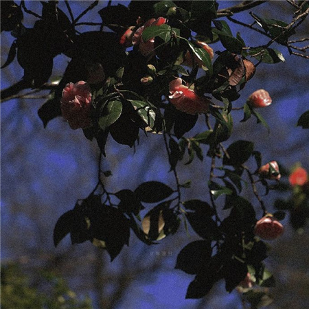 �����˸��ĸ�������(��ѡ100��)