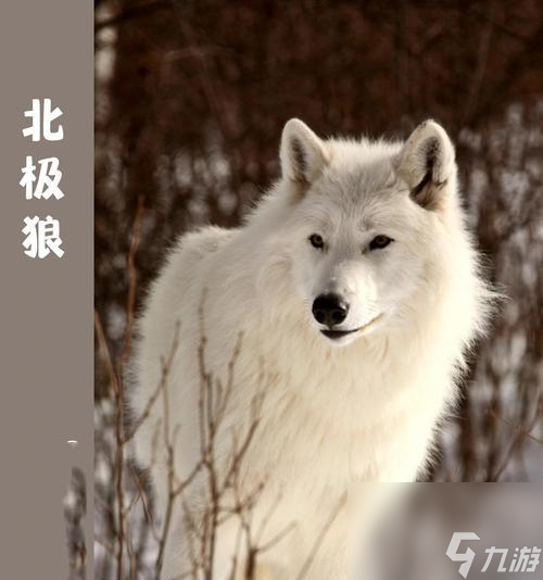 ���Ӷ����� ̽�����Ӷ������ص㼰����ȱ��