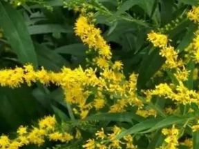 ���ô�һ֦�ƻ�������ʲô��