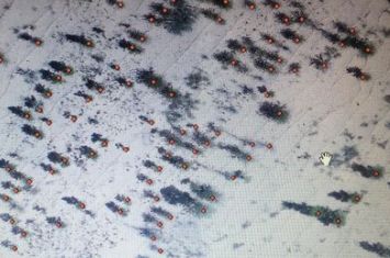 ����ɭ����Ļ�������