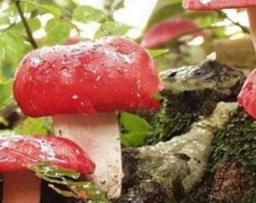 ��ɡɡ�׸˸���ʲô��