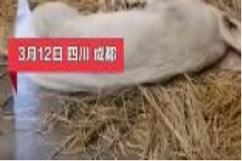 �봨��������ǿ�Ĺ��½���