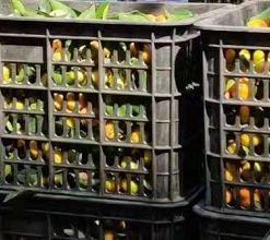 �Ҹ��������ӹ��ĳ����������˽���