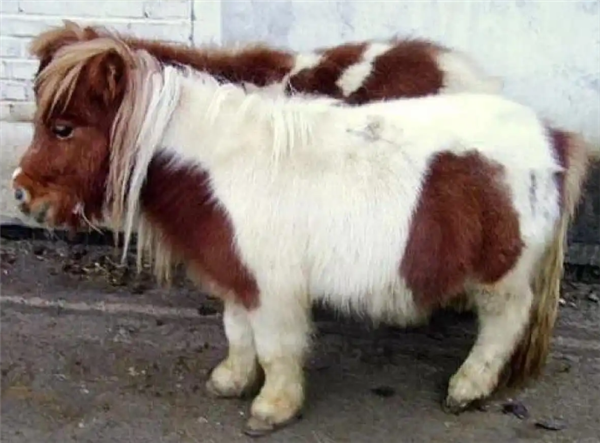 ���걬�����С��������ۼ۳�10�����߲���һ�� С����˳