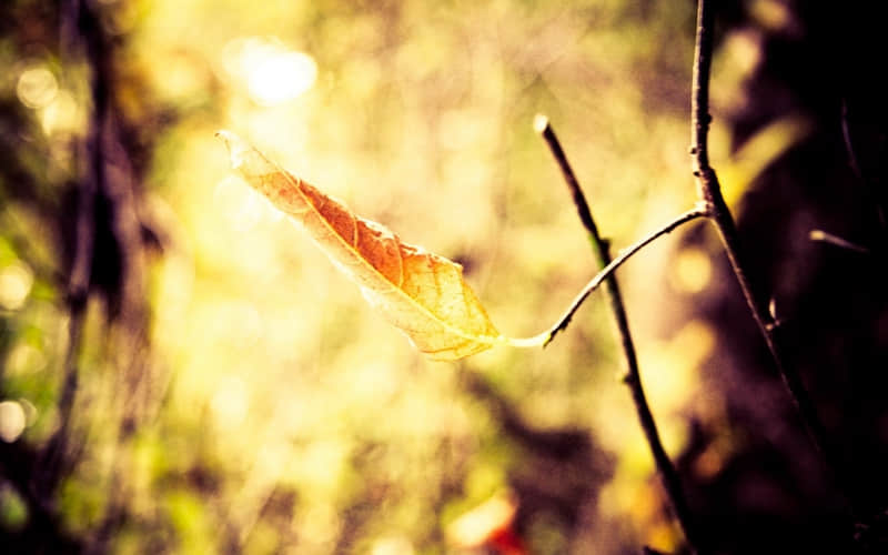 ���С���硯�Ѿ���������??�����ڶ�����9�ֳƺ���