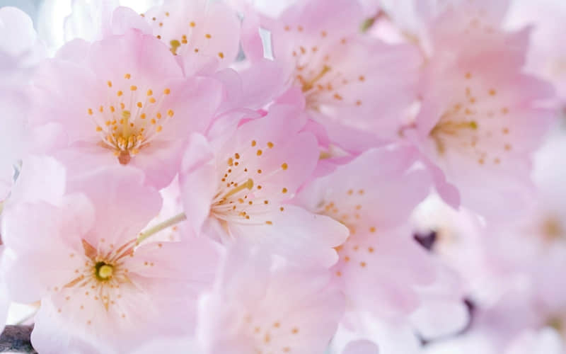 ��������ǳ�̬�����н�Զ������