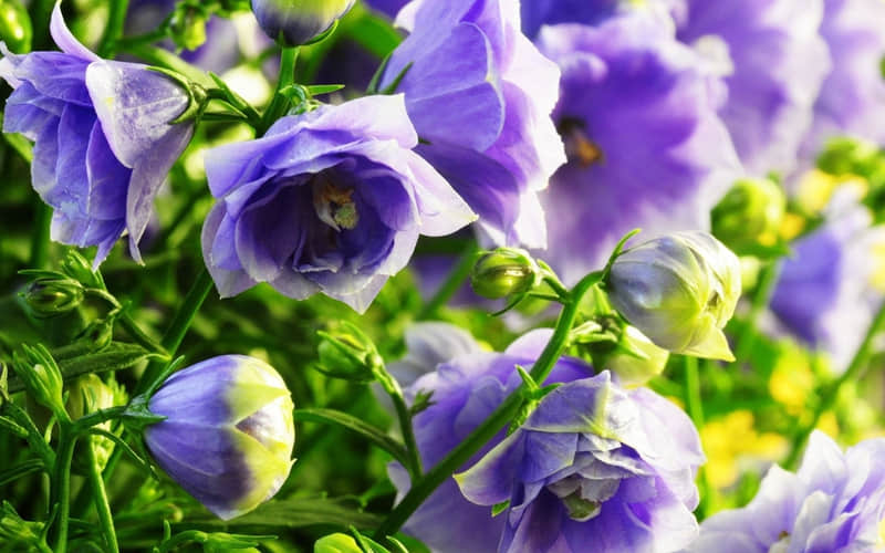 ��2026����Ȧ����ȳ��ߵ��İ���