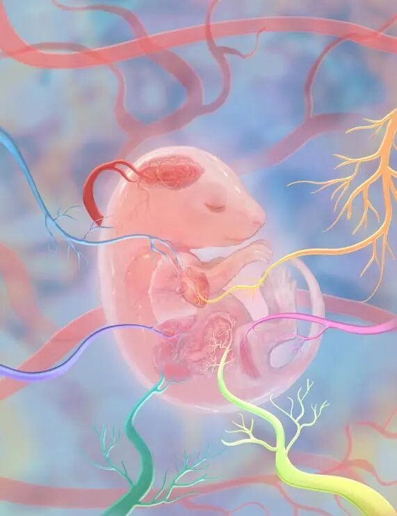 ��һδ��֮�ձ����� �ҹ���ѧ�һ��Ƴ�Ѫ�ܳɳ���ͼ