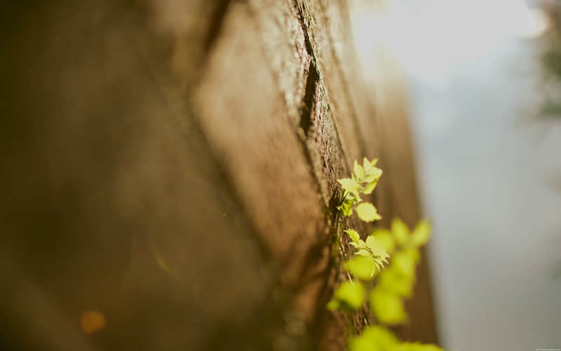 �����������ҵ�ʮ�ּ�ͥ��