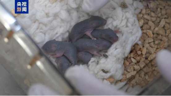 ̫��С��˳�������������󱦱�������ͨ����С�������