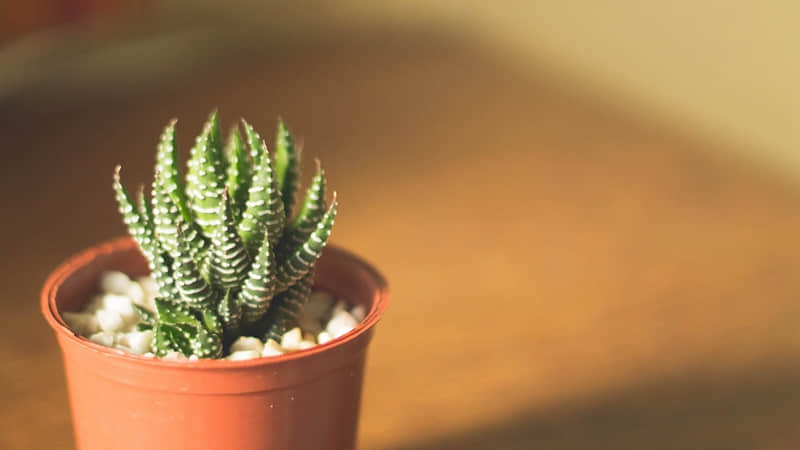 �����˰���Ż��е�8��������Ӧ??��