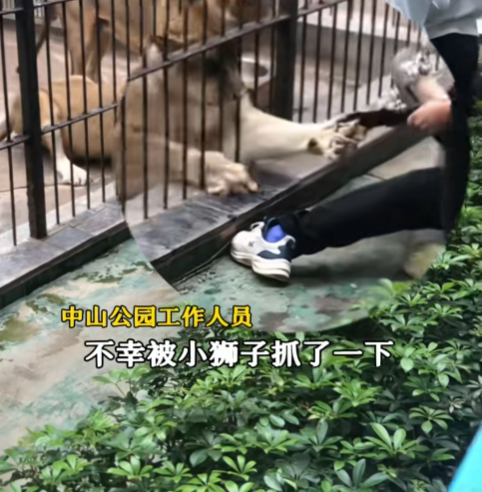 �㶫һ��԰����˲�䣺Ů��Ͷιʨ�ӱ�����ץס