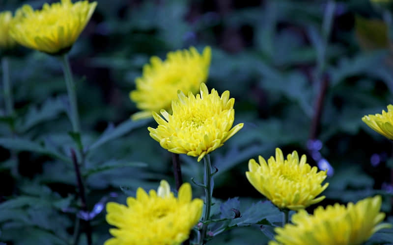 ���ʺ����Ϸ��ģ����µĸ����̾��ӣ�̫�߼��ˡ�