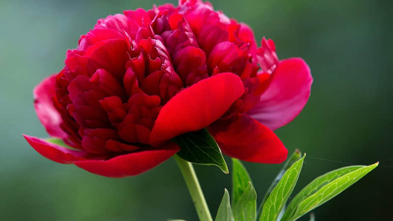 ���ʺϳ����ղصĶٸ����İ���