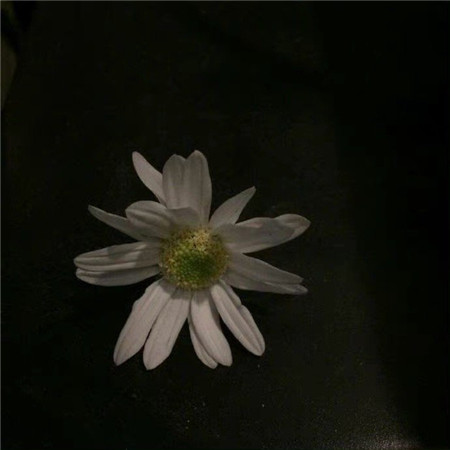 ӥͼƬ�˸�������������(��ѡ100��)