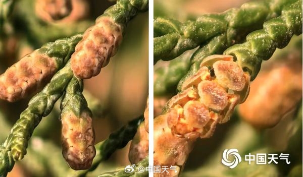 ȫ����������Ԥ����ͼ���ˣ����껨�۹������������