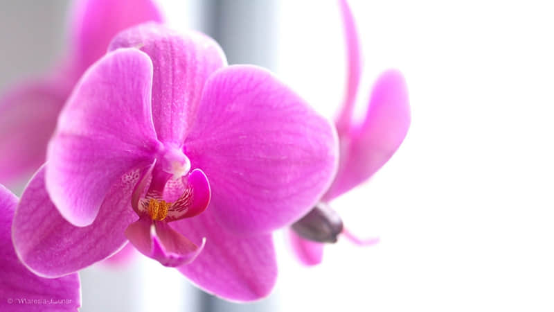 �ʺϳ��ڲ�����̬���� ���İ�