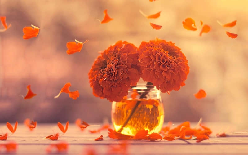 ����������Ů�������˰����ˡ�