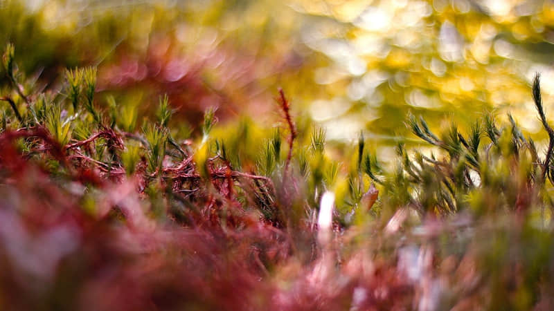 ����䲻�����գ����ֶ������ա���