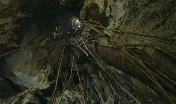 �����ܶ����ֵ��·���ɭ�� ����������Ҷ�γ���Ȼ���ֿ�