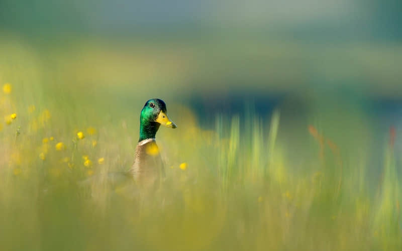 ����Խ�̲裬��Խ��ͷ??��