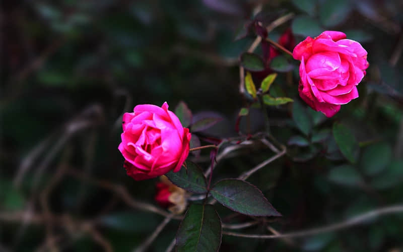 ��޶һ����ȥ�����������Ȧ��