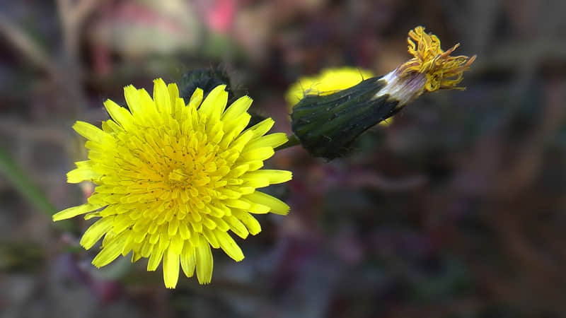 ���ùŴ���ҩȡ΢������������ը�ˡ�