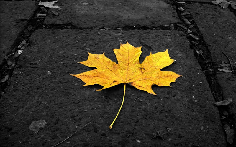 ������Ȧ���������ɾ������ָ߼���