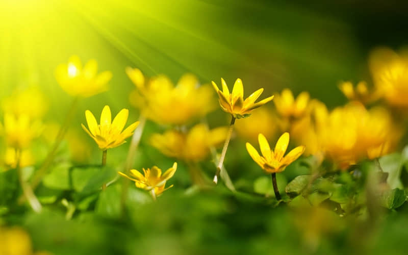 ���ɼ���������