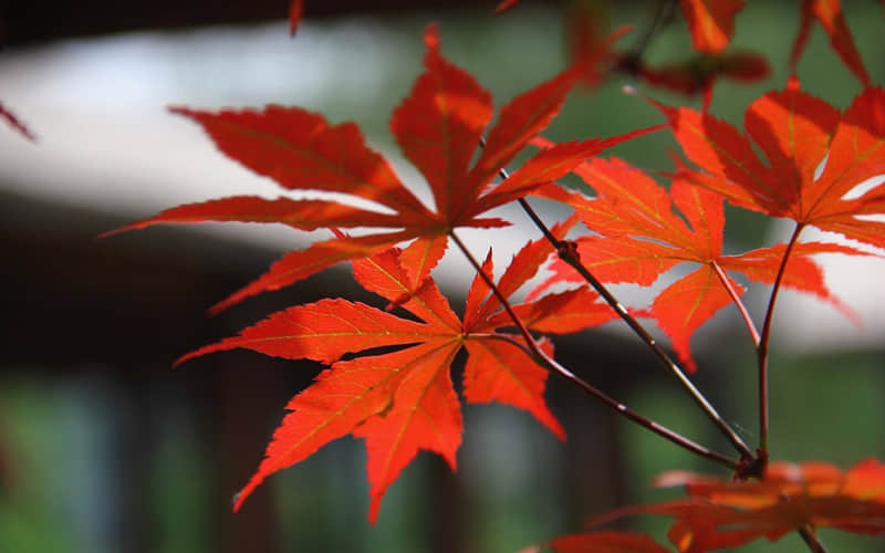 ��д��2026����ϼ���