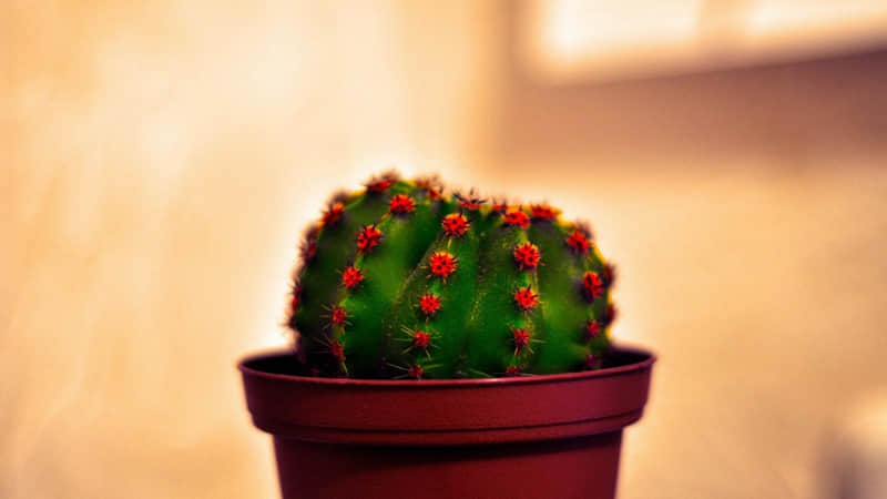 ��������һ���ӵĶ����İ���