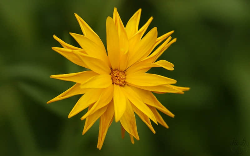 ��ҹ���������emo�İ�