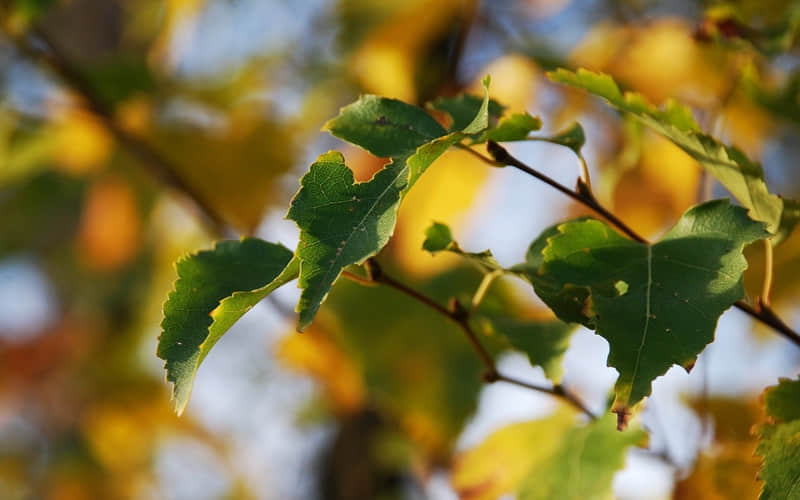 ��һ�۾ͺ�ϲ�����İ�