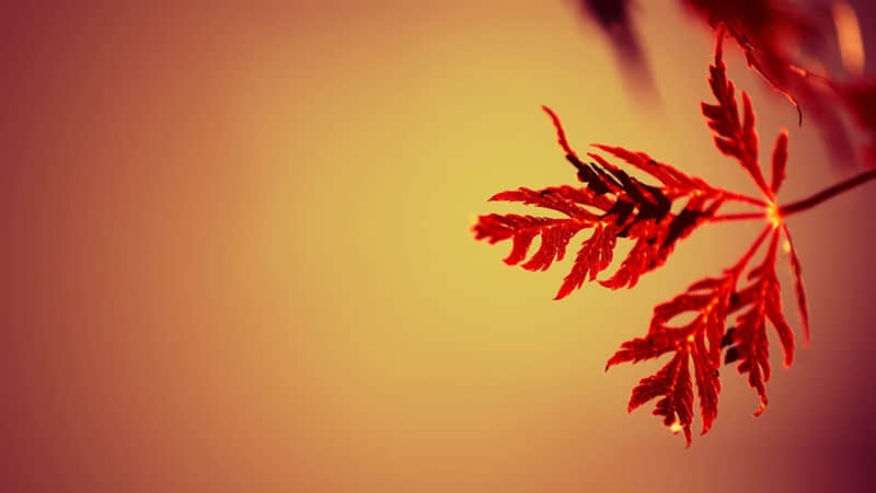 ���޼�ɻ��9�仰�����ڶ���Ҳ��Ҫ˵